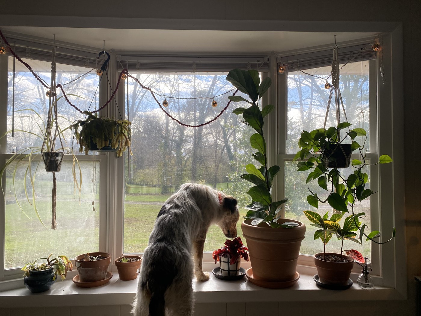 Dog on the windowsill among the plants