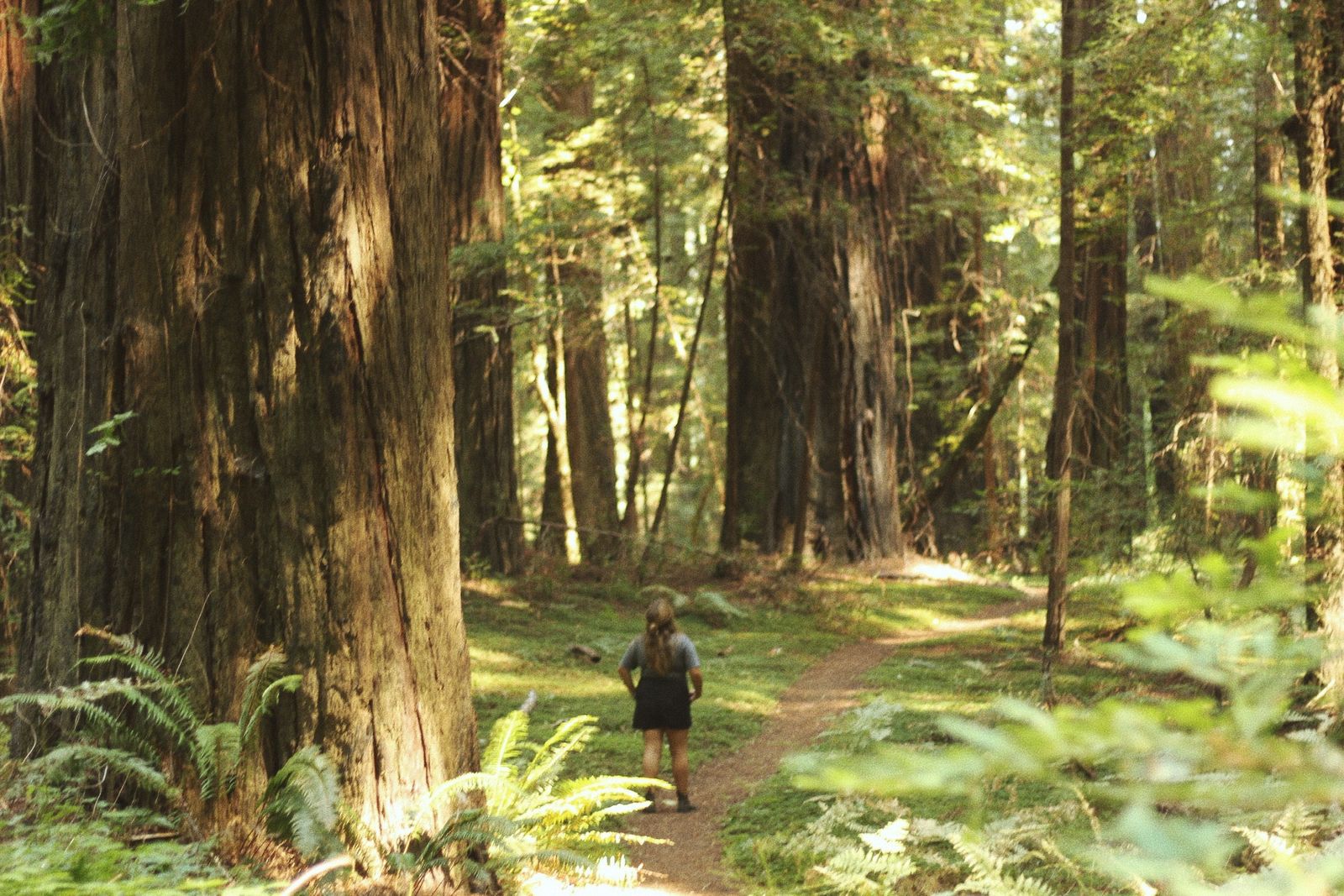 Emma in the redwoods